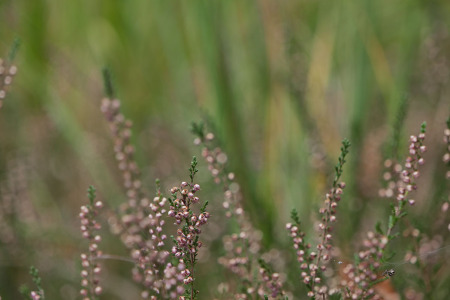 bokeh2